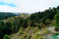 Pinsapos en la serranía de Ronda