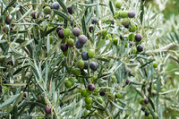 Olivos cultivados en el campo andaluz
