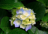 la hortensia