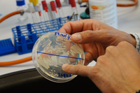 Investigadores del Laboratorio BacBio demuestran que la combinación de dos bacterias mejora la salud de las plantas