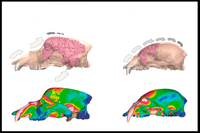 El estudio se ha realizado a través de simulaciones 3D de la mordida de estos animales (Ursus spelaeus)  