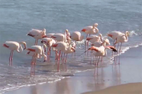 Imagen de flamencos en la playa de la Misericordia difundida a través de las redes sociales