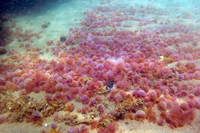 Medusas en las costa malagueña. Foto del investigador Jesús Bellido, del Aula del Mar