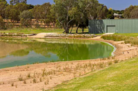 Brote de Microcystis aeruginosa en un lago 