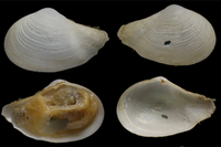 Especies de moluscos