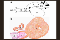  Representación esquemática (a) y corte histológico (b) del corazón de pintarroja (Scyliorhinus canicula) adulta. Figura adaptada del artículo (López-Unzu et al., Sci. Rep. 2020). 