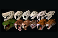 Cráneos y reconstrucciones de la vida de las seis especies diferentes de dientes de sable utilizadas en el estudio