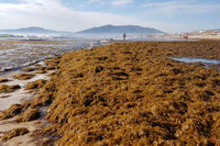 Una imagen de la acumulación de este alga en  la playa de Los Lances, en Tarifa (Cádiz)