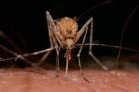 Una imagen del mosquito que es vector del virus 