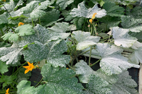 Síntomas típicos de oídio de cucurbitáceas causados por P.xanthii en plantas de melón