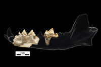 Restos mandibulares del fósil de Lycaon encontrados en Dmanis