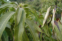 Una imagen de necrosis apical del mango