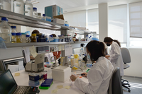 Jóvenes investigadoras trabajan en un laboratorio del edificio IHSM del campus de Teatinos 