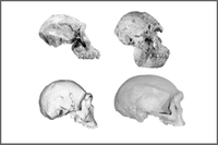 Montaje con fotos de los cuatro cráneos nuevos de homínidos analizados en el artículo