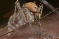 El virus del Nilo Occidental se transmite de aves a humanos a través de las picaduras de mosquito