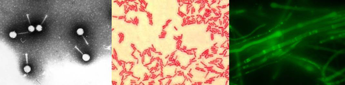Foto inicio microbiologia